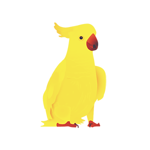 cockatoo