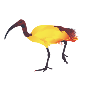ibis