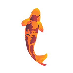 koi-1
